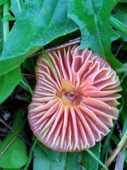 Hygrocybe insipida