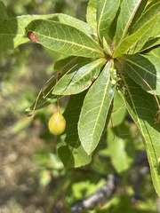 Bursera cerasiifolia
