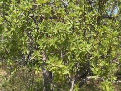 Bursera cerasiifolia