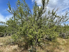 Bursera cerasiifolia