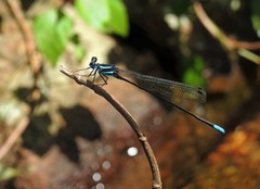 Esme mudiensis