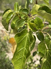 Jatropha vernicosa