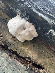 Reticularia lycoperdon