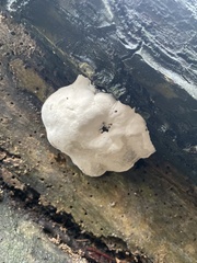 Reticularia lycoperdon
