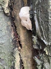 Reticularia lycoperdon