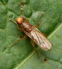 Norellisoma spinimanum