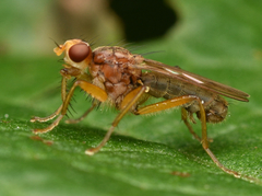 Norellisoma spinimanum