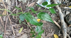 Magnoliopsida