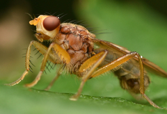 Norellisoma spinimanum