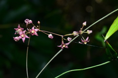 Vincetoxicum oshimae