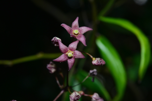 Tylophora oshimae