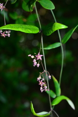 Vincetoxicum oshimae