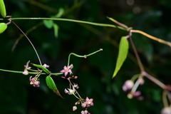 Vincetoxicum oshimae
