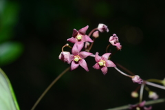 Vincetoxicum oshimae