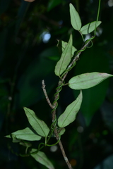 Vincetoxicum oshimae
