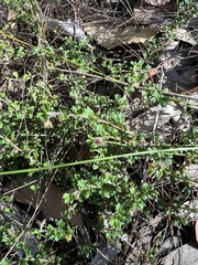Xanthosia tridentata