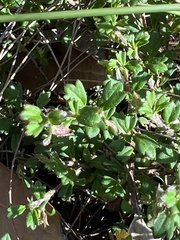 Xanthosia tridentata