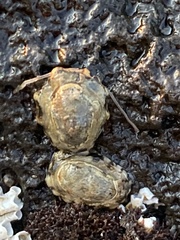 Patelloida latistrigata