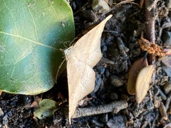 Syncirsodes primata