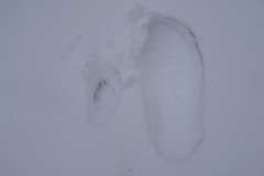 Vulpes vulpes vulpes