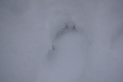 Vulpes vulpes vulpes