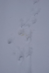 Vulpes vulpes vulpes