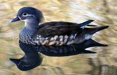 Mandarin Duck photo 6
