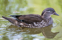 Mandarin Duck photo 5