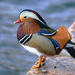 Mandarin Duck - Photo (c) Francesco Palmas, some rights reserved (CC BY-SA)