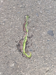 Trimeresurus erythrurus