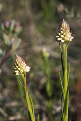 Comesperma flavum