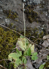 Pterostylis stricta