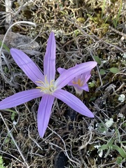 Colchicum filifolium