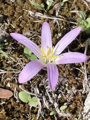 Colchicum filifolium