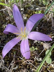 Colchicum filifolium