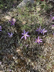 Colchicum filifolium