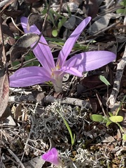 Colchicum filifolium