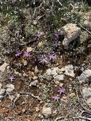 Colchicum filifolium