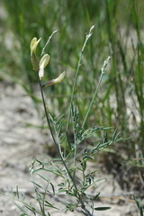 Astragalus storozhevae