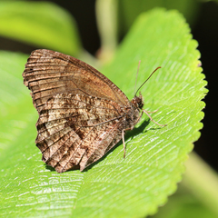 Praepedaliodes phanias