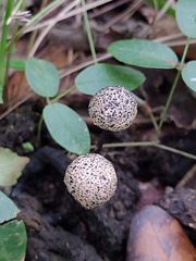 Poronia pileiformis