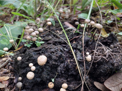 Poronia pileiformis