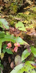 Begonia dioica