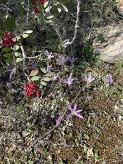 Colchicum filifolium