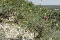 Astragalus storozhevae