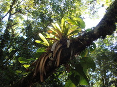 Vriesea hieroglyphica