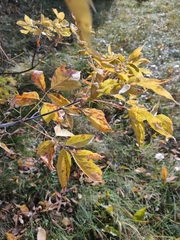 Acer negundo
