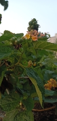 Lantana camara