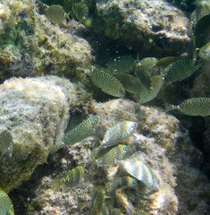Siganus spinus