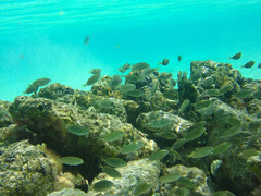 Siganus spinus